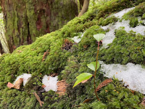 屋久島の世界遺産「縄文杉」!おすすめのトレッキングコースや見どころ・アクセス方法を紹介