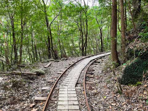 屋久島の世界遺産「縄文杉」!おすすめのトレッキングコースや見どころ・アクセス方法を紹介