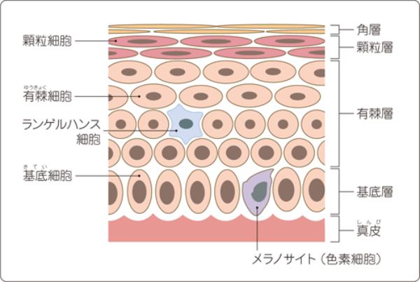 「ほくろのがん」をスマホ写真から検出できちゃう
