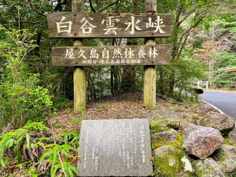 屋久島の世界遺産「縄文杉」!おすすめのトレッキングコースや見どころ・アクセス方法を紹介