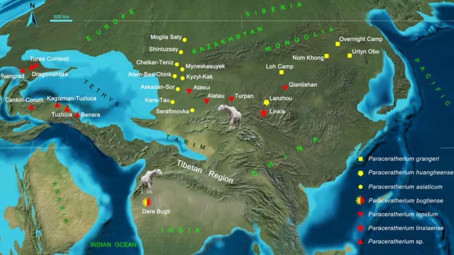 2650万年前の「モンスター級の巨大サイ」が新たに見つかる、地上最大の哺乳類か