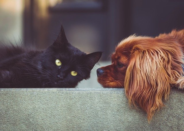 “チョコレートが犬にとって猛毒”なのは、なぜ? 「チョコレート中毒」の原因物質とは