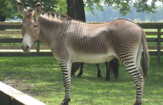 なぜシマウマは馬なのに家畜化できないのか?