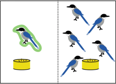 鳥類も人と同じ”思いやりの同情能力”を持って、エサを貧しい仲間に施すという研究結果