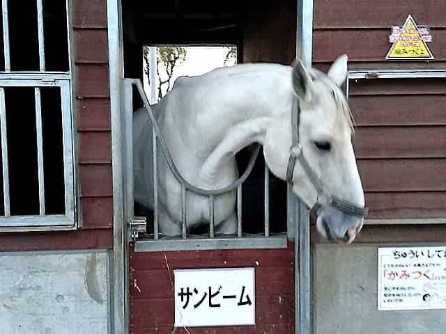 ばんえい競馬を見に帯広へ