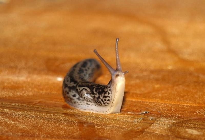 カタツムリが進化すると「ナメクジ」になる? 塩をかけると死んでしまう理由も解説