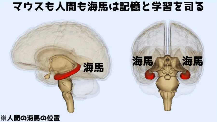 若いマウスの「うんち移植」で老いたマウスの脳が若返ると明らかに