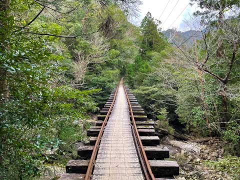 屋久島の世界遺産「縄文杉」!おすすめのトレッキングコースや見どころ・アクセス方法を紹介