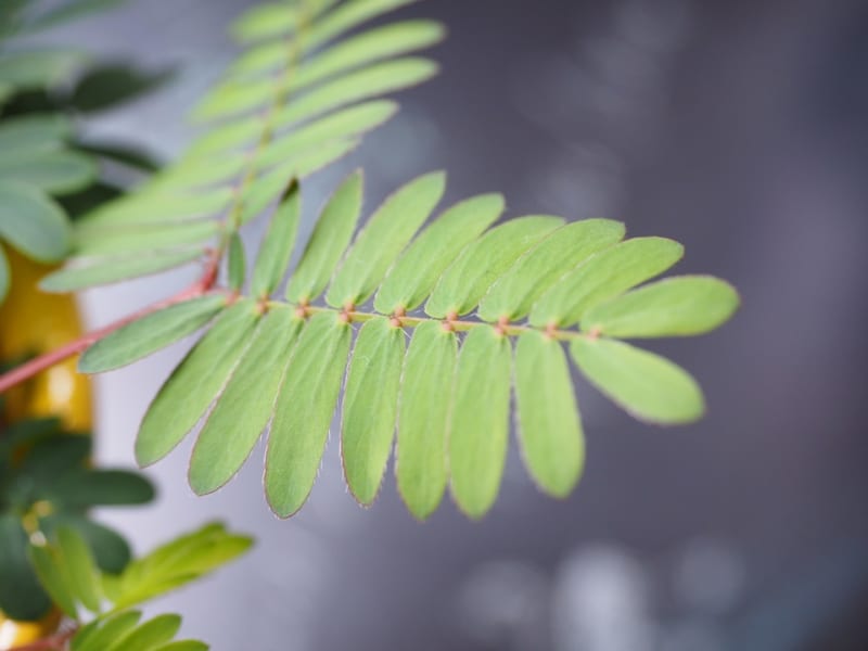 植物に麻酔薬をうった結果・・・
