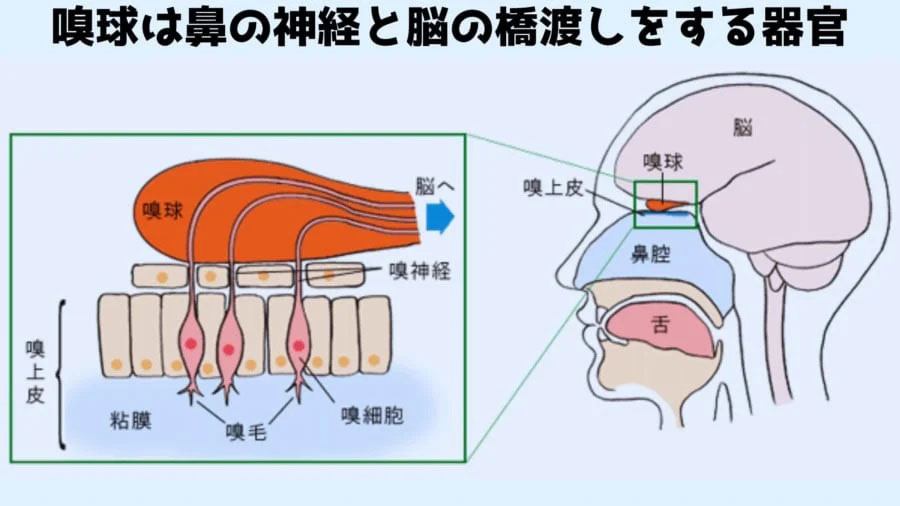 24歳ではじめて匂いを感じた女性~最初は全てが悪臭だった~