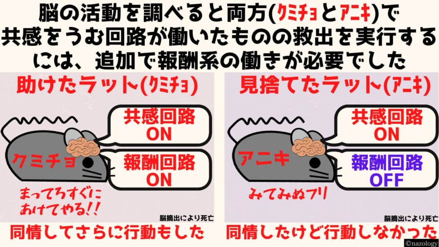 ラットに仲間を助け他者を見捨てる「差別の脳回路」が見つかる