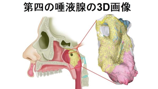 3.人間のノドから「未知の臓器」が発見される!全人類が隠し持っていた