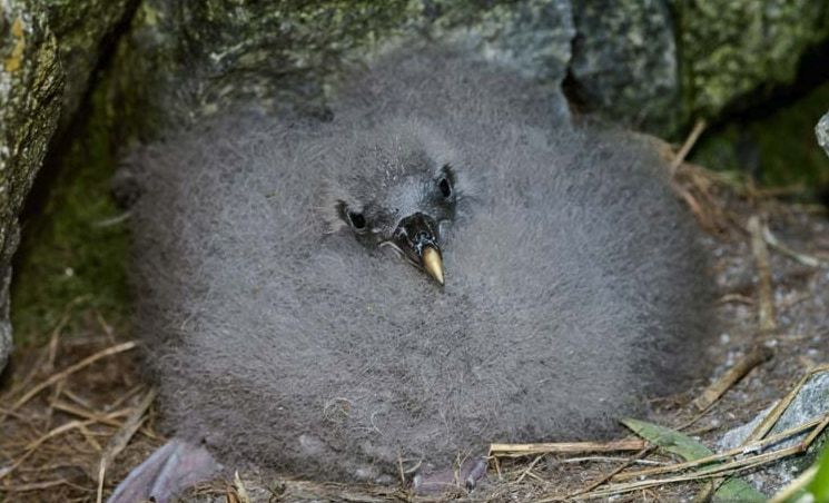 ウサギはうんちを食べ、クマノミは性別を変える!?あなたの知らない「トンデモ習性」を持つ動物10選