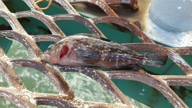 手ぶらで釣り日記 IN 上越市