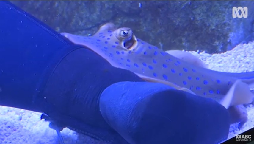 人に会えなくなった水族館の魚たちに次々と「うつ症状」が出始める