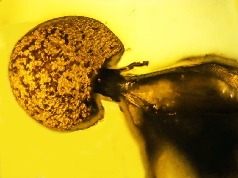 5000万年前のアリに寄生した「新種のキノコ」が琥珀から見つかる