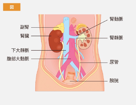 「人工腎臓」の試作に成功!透析患者の生活の質を改善させる