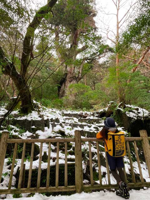 屋久島の世界遺産「縄文杉」!おすすめのトレッキングコースや見どころ・アクセス方法を紹介