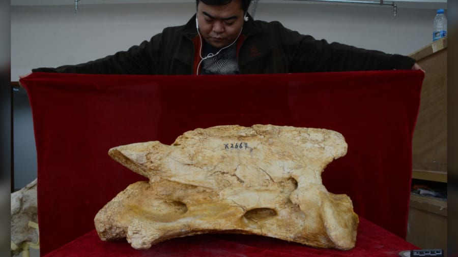 2650万年前の「モンスター級の巨大サイ」が新たに見つかる、地上最大の哺乳類か