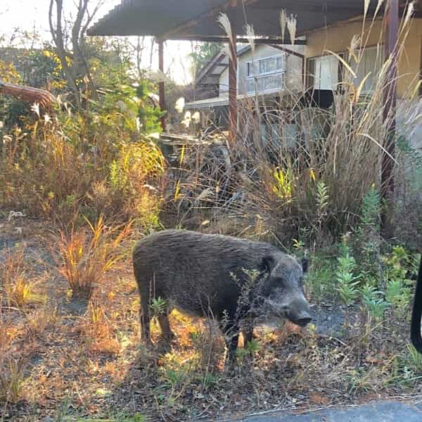 人の消えた福島の町でイノシシが繁栄。家畜ブタと「ハイブリッド種」を作っていた