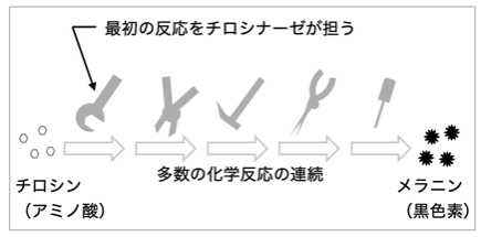 白タヌキが長野〜三重まで広がっていた!「アルビノ遺伝子」の広域拡散は世界初の事例(京都大学)