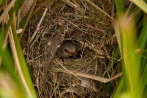 ヒナは親鳥の声を「卵の中から」学習していた