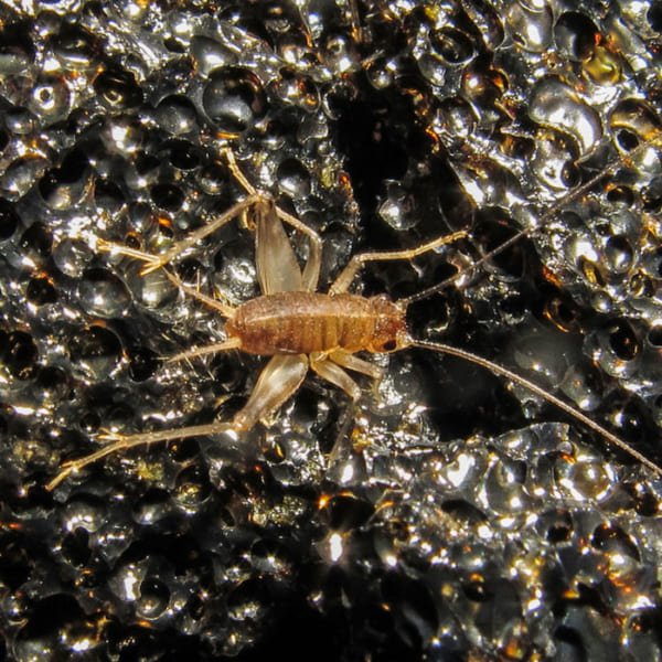 謎が深すぎる。植物すらいないハワイ溶岩で唯一生き延びる「溶岩コオロギ」