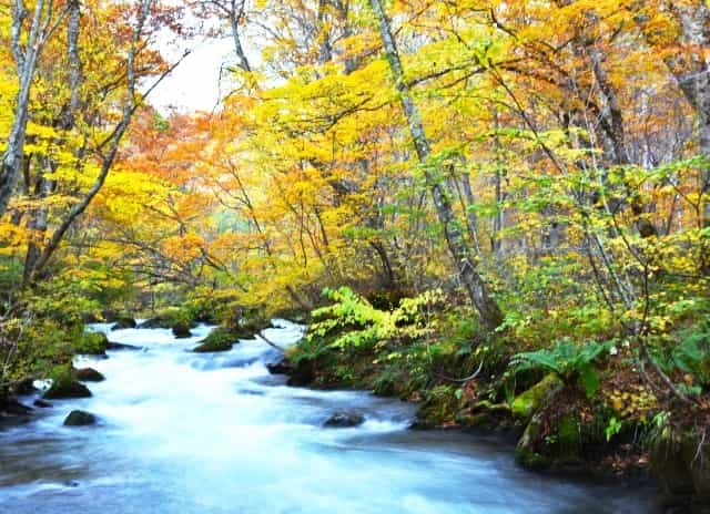 ベストシーズンは10月下旬?青森県の絶景ポイント、奥入瀬渓流の紅葉情報まとめ!