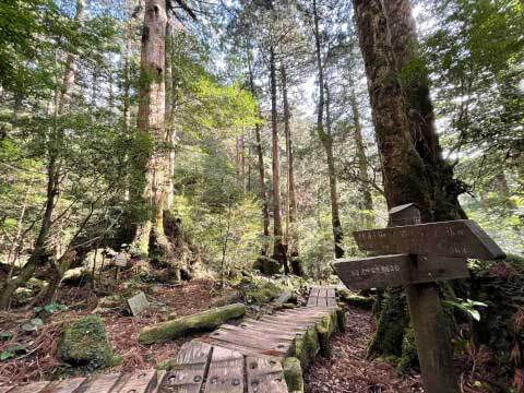 屋久島の世界遺産「縄文杉」!おすすめのトレッキングコースや見どころ・アクセス方法を紹介
