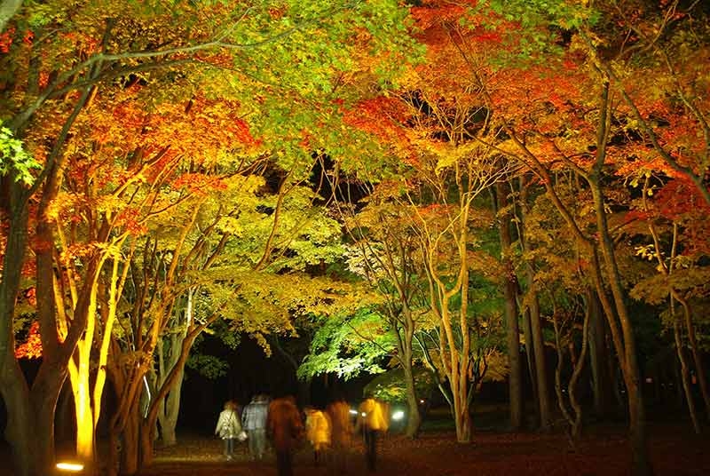 鮮やかなライトアップもあり!北海道の紅葉、ベストシーズンの予測や見頃を紹介!