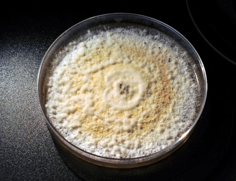 プラスチックを食べられるキノコたち。環境問題の救世主となるか