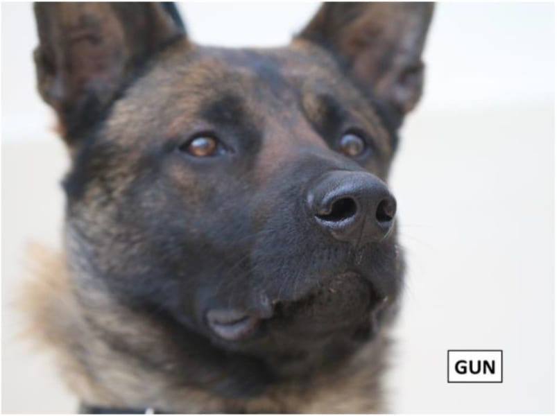 犬が新型コロナウイルスの陽性患者を見分けられるかもしれない!?