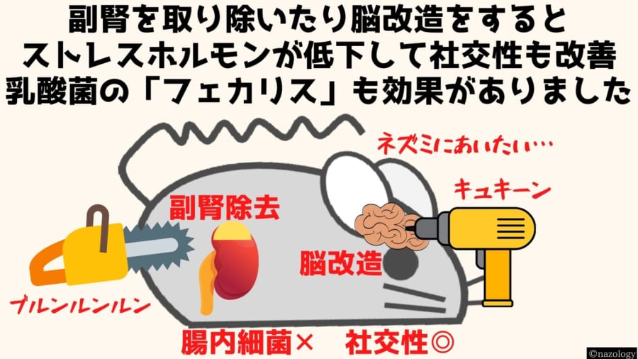 腸内細菌を持たないマウスが「ボッチ」になる理由が明らかに