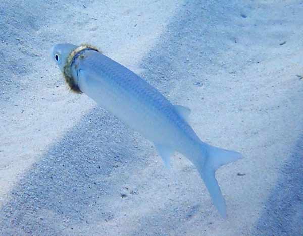 奇跡!海に落とした「結婚指輪」をはめた白魚が見つかる(オーストラリア)
