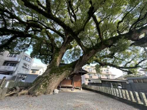 【くまもとの巨木】「菅原神社の大楠」は黒髪の住宅街に枝を広げる巨木