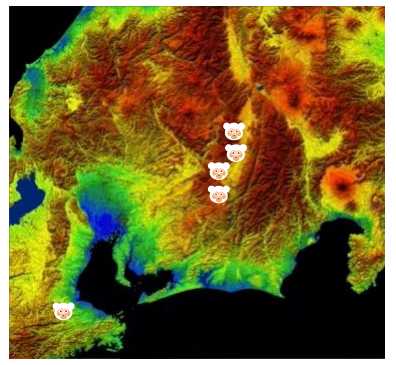 白タヌキが長野〜三重まで広がっていた!「アルビノ遺伝子」の広域拡散は世界初の事例(京都大学)