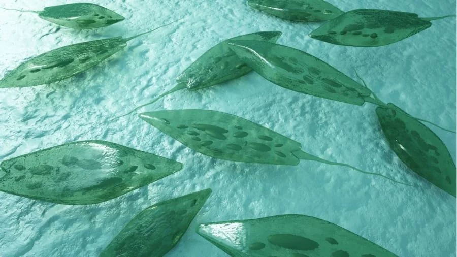 植物の遺伝子を目に加えて視力を回復させることに成功