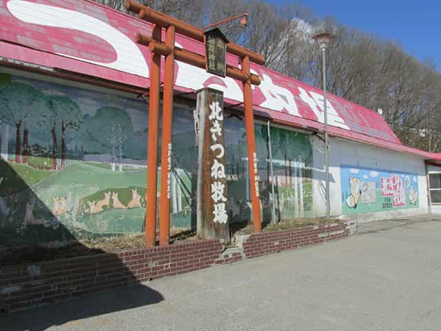 遭遇率100%?北海道の北きつね事情を5分で解説