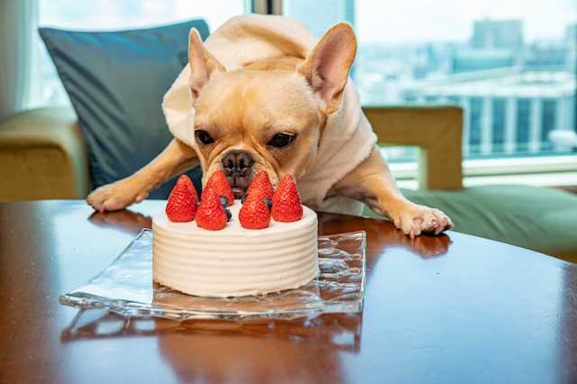 「コンラッド東京」で愛犬と贅沢な一夜を!ドッグフレンドリー宿泊プラン