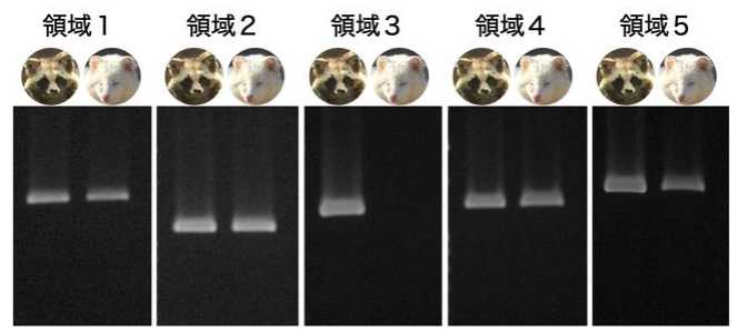 白タヌキが長野〜三重まで広がっていた!「アルビノ遺伝子」の広域拡散は世界初の事例(京都大学)