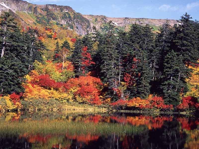 鮮やかなライトアップもあり!北海道の紅葉、ベストシーズンの予測や見頃を紹介!