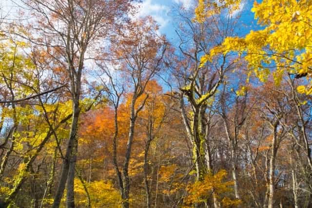 ベストシーズンは10月下旬?青森県の絶景ポイント、奥入瀬渓流の紅葉情報まとめ!