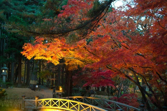 鮮やかなライトアップもあり!北海道の紅葉、ベストシーズンの予測や見頃を紹介!
