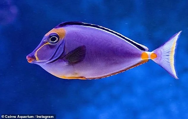 人に会えなくなった水族館の魚たちに次々と「うつ症状」が出始める