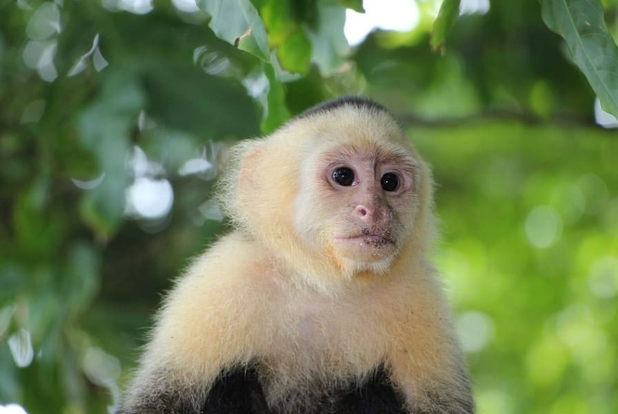 ウサギはうんちを食べ、クマノミは性別を変える!?あなたの知らない「トンデモ習性」を持つ動物10選