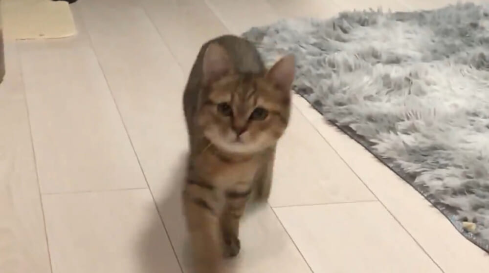 まるでアニメのワンシーン? ルンルン歩きする子猫