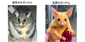 ピカチュウそっくりな謎の動物がゲットされる! 黄色く輝く「ネズミ」の正体は?
