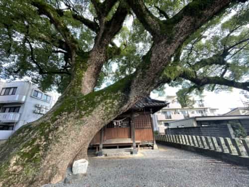 【くまもとの巨木】「菅原神社の大楠」は黒髪の住宅街に枝を広げる巨木