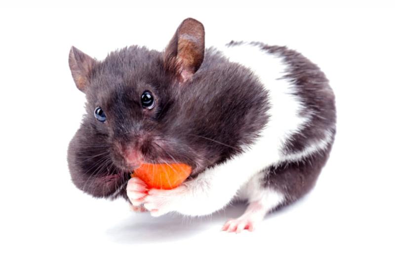 世界でもっとも口が伸びる生き物は?