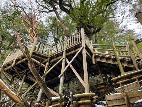 屋久島の世界遺産「縄文杉」!おすすめのトレッキングコースや見どころ・アクセス方法を紹介